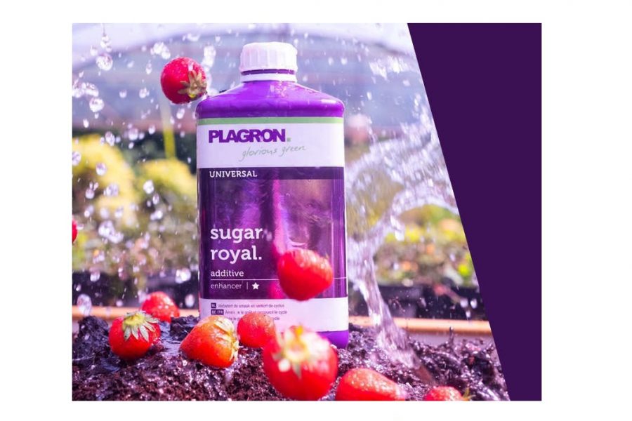 Plagron Sugar Royal
