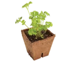 Jiffy Vezel Pot