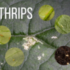 Thrips
